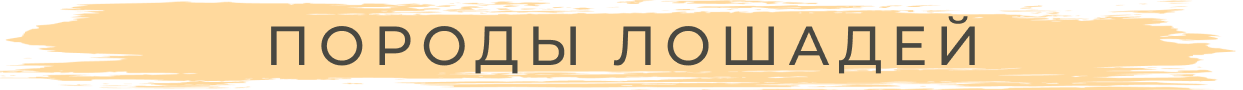 Породы лошадей