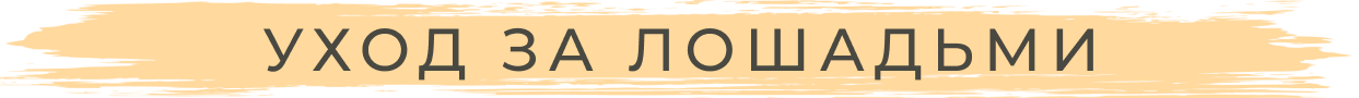 Уход за лошадьми